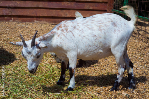 white goat animal at the farm