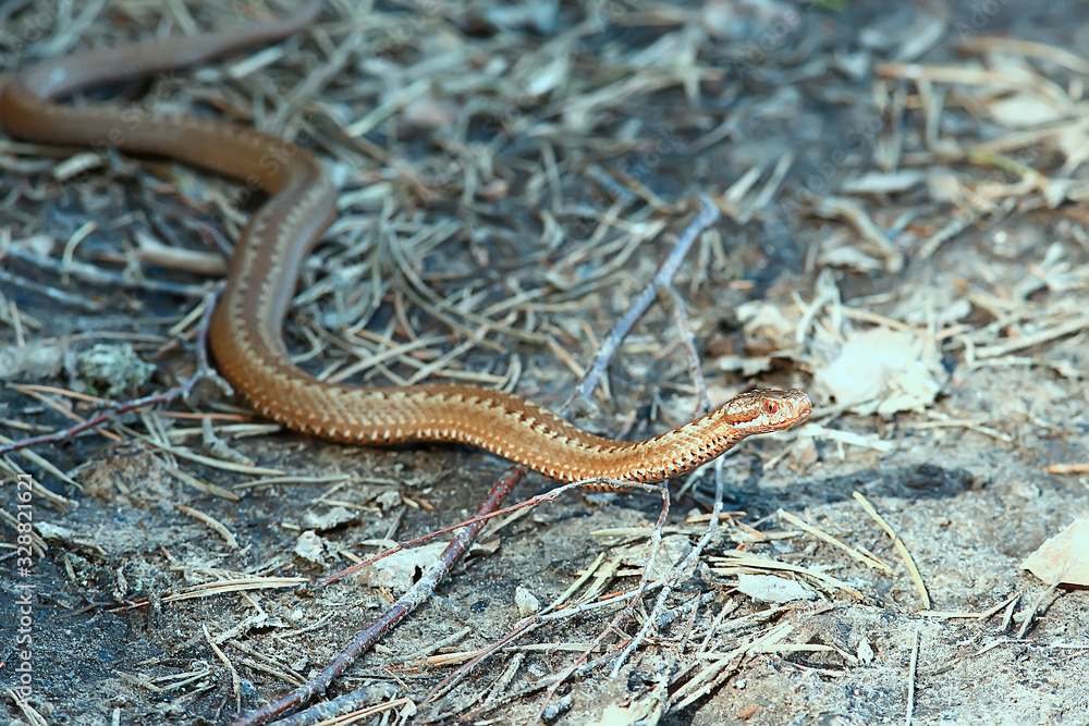 poisonous dangerous snake, viper in the wild, Russia swamp poisonous dangerous snake, viper in the wild, Russia swamp