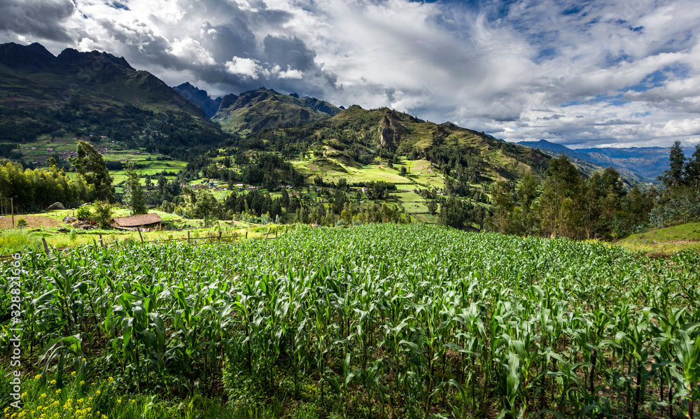 Corn fields with  green mountains and cloudscape in the background in the Callejon de Conchucos in Ancash Region, Peru