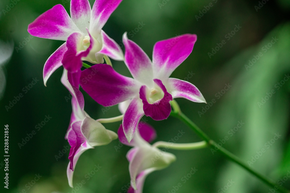 Thai orchid micro photography flowers Thailand Thai orchid micro photography flowers Thailand