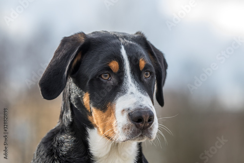 Winterbild Gr.Schweizer Sennenhund