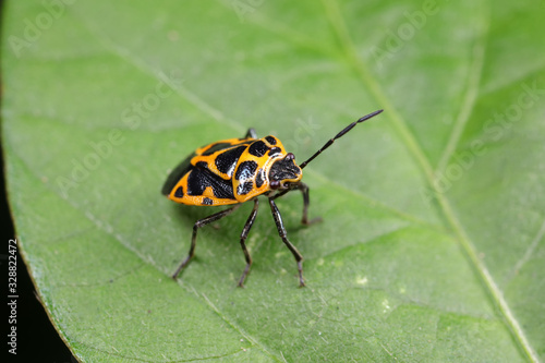 stink bug insects on plants