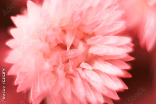 Floral blurred pattern with macro flower. Defocused wallpaper. Pink abstract pattern.