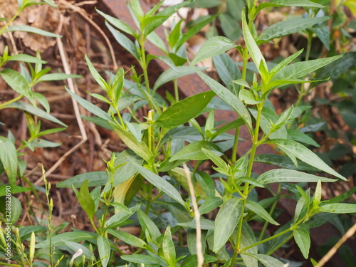 King of bitters The scientific name Andrographis paniculata Burm, Wall. Ex Nees, Fah Talai, Thai herbs relieve sore throat, reduce fever, heat up the cold green vegetable protect virus covid19