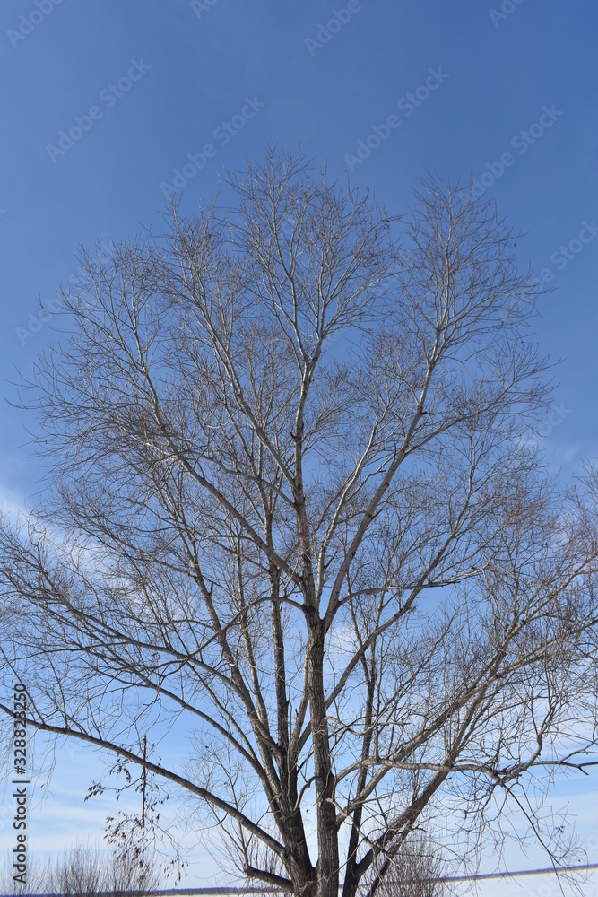 sky and tree sky and tree