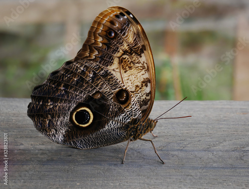 Giant Owl Butterfly Caligo Eurilochus in Papilonia photo