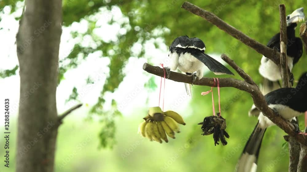Hornbill bird hold on branch of tree, Eating Banana Fruit Feed from People Hornbill bird hold on branch of tree, Eating Banana Fruit Feed from People