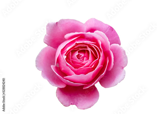 Topview pink rose on white background.