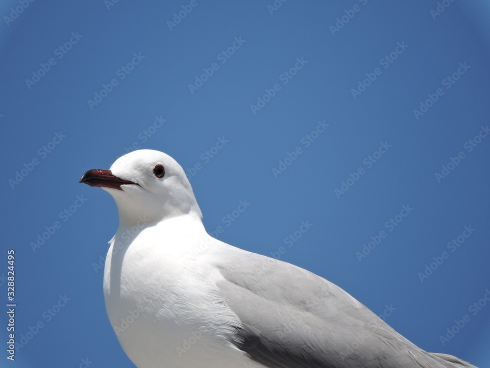 seagull on background of blue sky seagull on background of blue sky