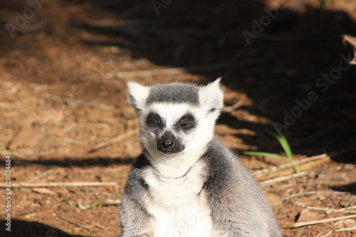 ring tailed lemur © Tristan
