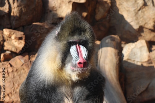 Tapety artystyczne Mandrill