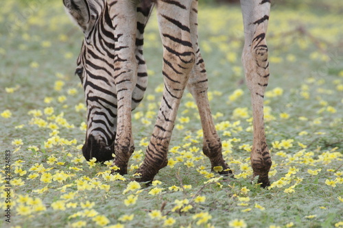 Zebra eating flowers