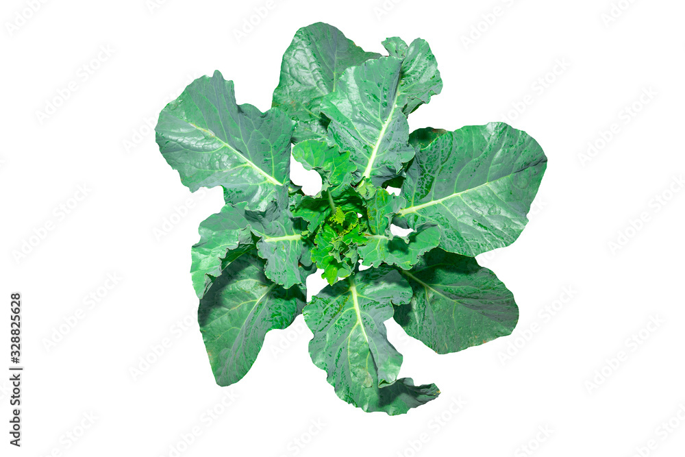 Naklejka premium Organic chinese kale vegetable isolate white background for good healthy, top view concept, green kale for cooking food to vegetarian, beautiful leaf plants