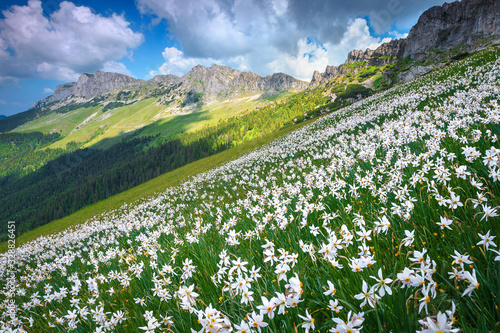 Wonderful white daffodils field on the slopes, Bucegi, Carpathians, Romania photo