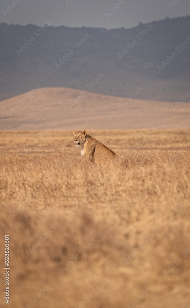 Naklejka premium Lioness
