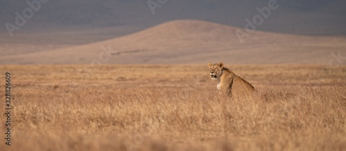 Canvas Print Lioness on lookout