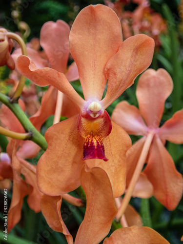 Beautiful orchids at the National Orchid Garden in Singapore. photo