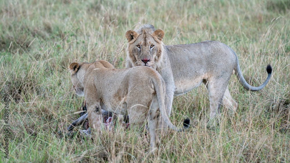 Naklejka premium African observer