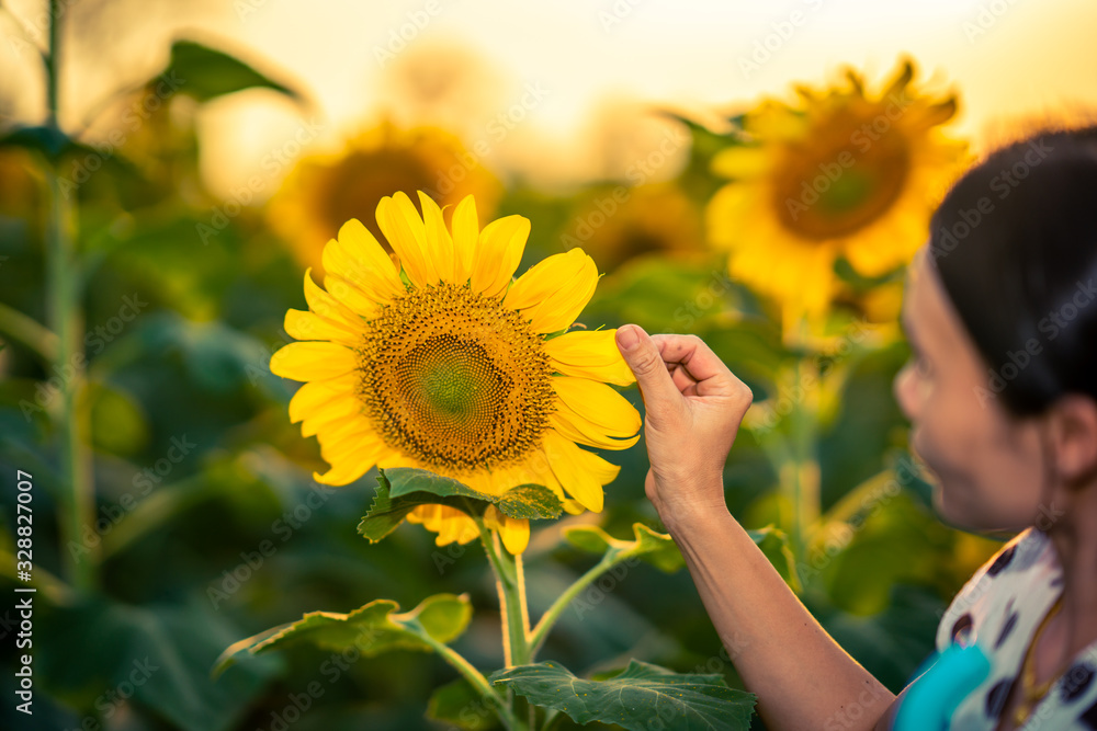 Beautiful sunflower in field on daytime for travel season Beautiful sunflower in field on daytime for travel season