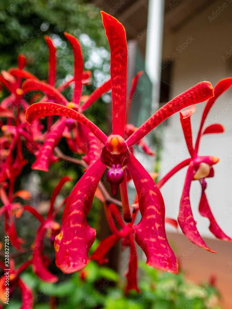 Beautiful orchid (Aranthera Anne Black) at the National Orchid Garden in Singapore. Beautiful orchid (Aranthera Anne Black) at the National Orchid Garden in Singapore.