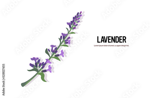 realistic lavender twig tasty fresh tea herb healthy food concept horizontal copy space vector illustration