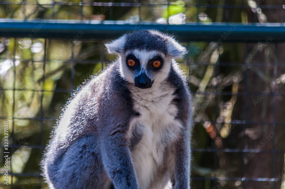 Fototapeta premium Lémur maki catta. 