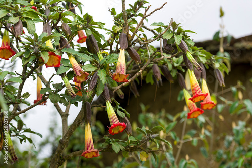 Closeup of Floripondio flowers in nature photo