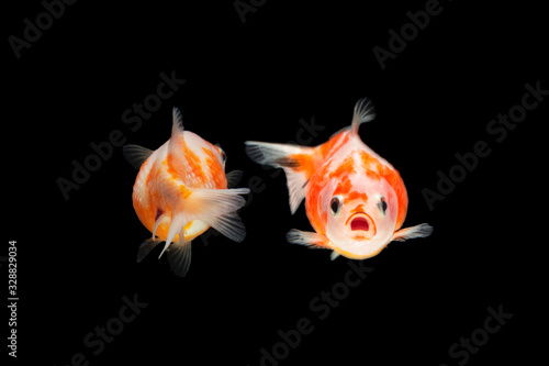 Fancy Pearlscale Goldfish Isolated On Black Background.