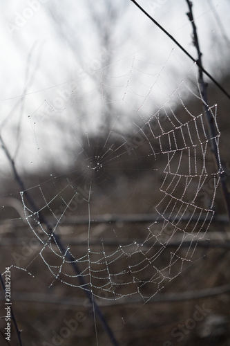 Spider web with dew drops on a background of a slope with dry grass