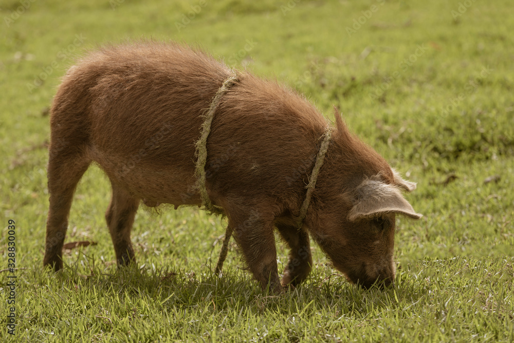 Brown piglet feeds itself at a farm in a rural village Brown piglet feeds itself at a farm in a rural village