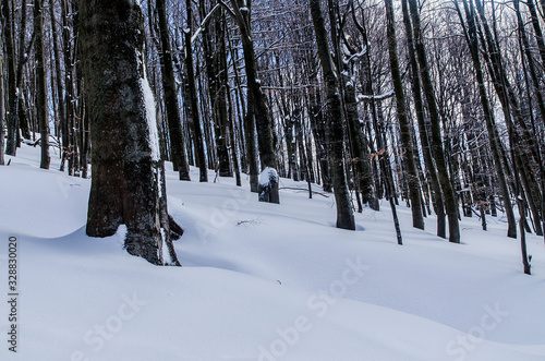 Fototapeta Naklejka Na Ścianę i Meble -  las zimą Bieszczady