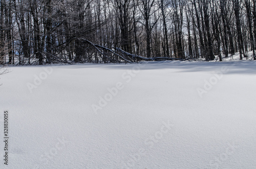 Fototapeta Naklejka Na Ścianę i Meble -  las zimą Bieszczady
