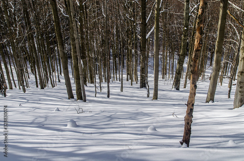 Fototapeta Naklejka Na Ścianę i Meble -  las zimą Bieszczady