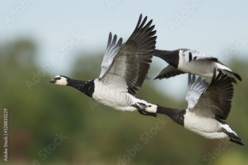 Photography Barnacle goose (Branta leucopsis)