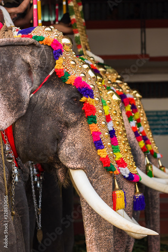 Canvas Print Decorated elephants at temple festival in Siva temple, Ernakulam, Kerala, India