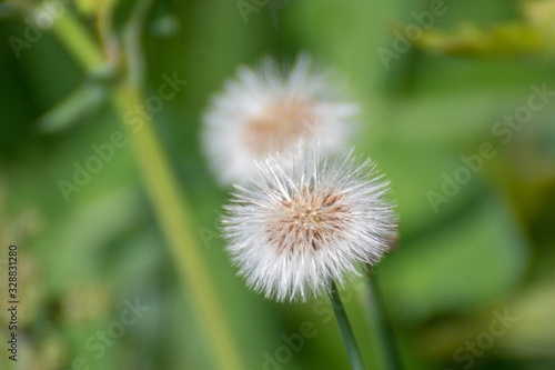 Dandelion in the grass © Hussain