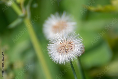 Dandelion in the grass