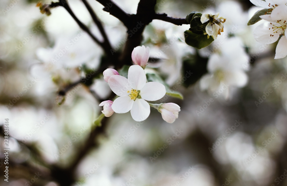 Nature floral background. Blooming Apple tree. White Apple blossoms on a branch close-up. Live wall of flowers in a spring garden. Nature floral background. Blooming Apple tree. White Apple blossoms on a branch close-up. Live wall of flowers in a spring garden.
