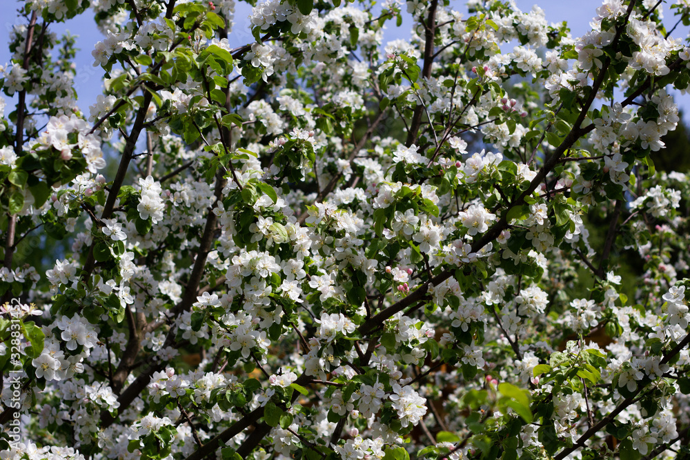 Nature floral background. Blooming Apple tree. White Apple blossoms on a branch close-up. Live wall of flowers in a spring garden.