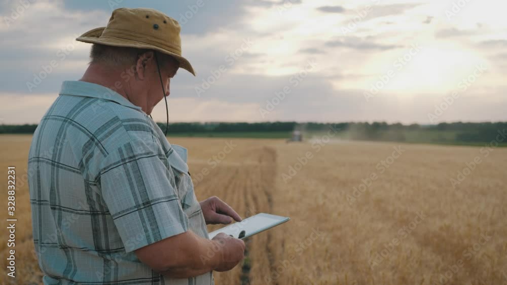 Senior farmer in a wheat field using modern technologies in agriculture at sunset. Smart farming, using modern technologies in agriculture. Senior farmer in a wheat field using modern technologies in agriculture at sunset. Smart farming, using modern technologies in agriculture.
