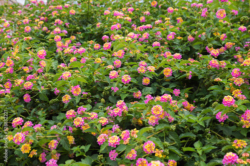 Foto lantana camara bush with blossoms pink and yellow, floral background