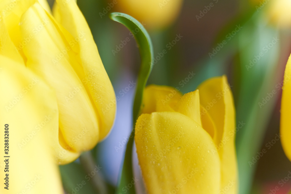 Yellow Tulip in a vase macro photography Yellow Tulip in a vase macro photography
