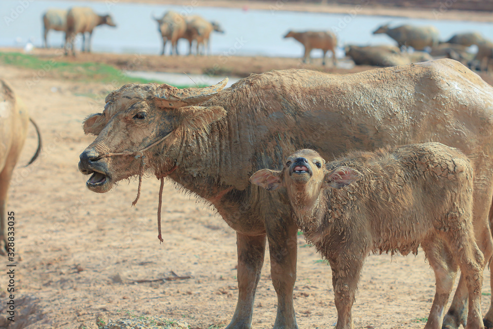Fototapeta premium buffalo herd is walking to graze by the river in Thailand.
