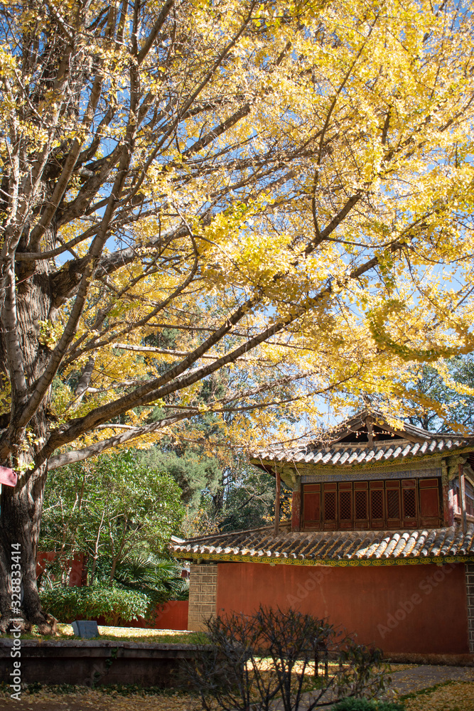 tree in autumn against the traditional asian house tree in autumn against the traditional asian house