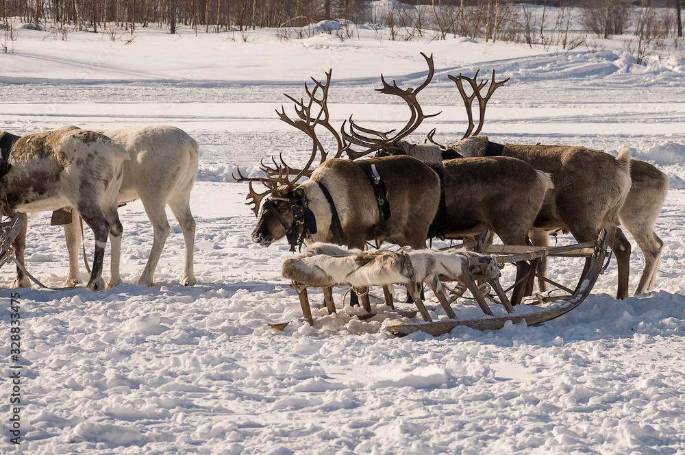 North deer are running on the snowy field track North deer are running on the snowy field track