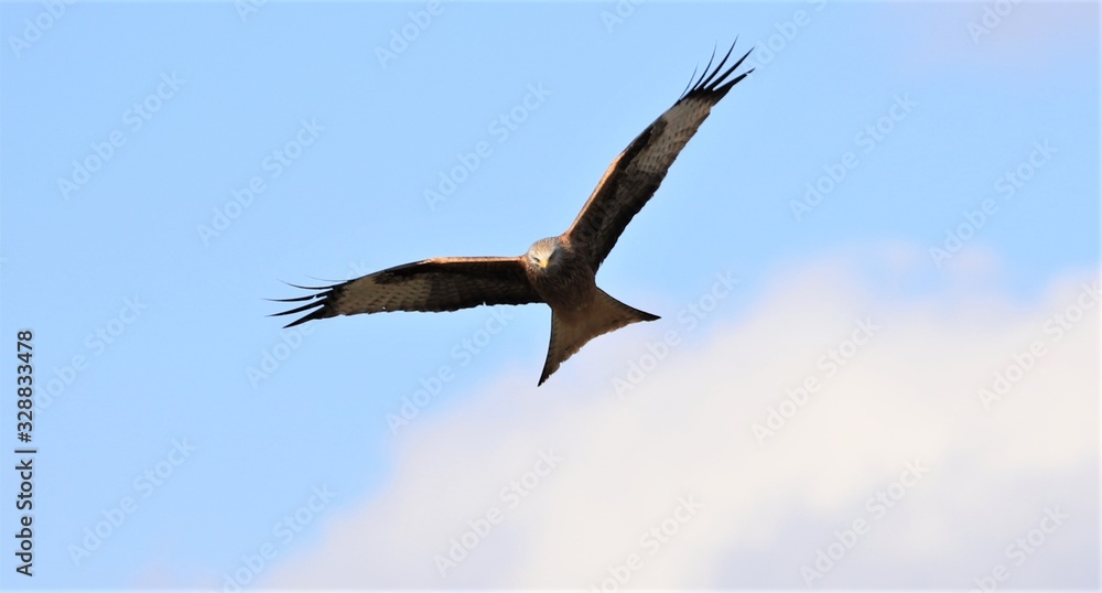 Obraz premium Rotmilan