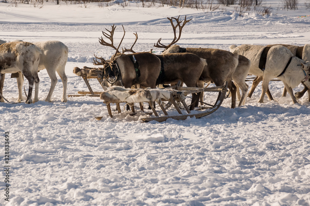 North deer are running on the snowy field track North deer are running on the snowy field track