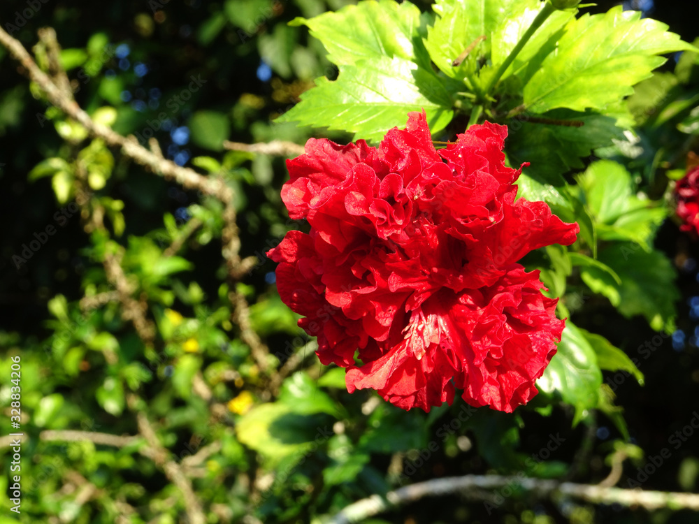 Hibiscus rosa-sinensis or is a genus of flowering plants in the mallow family, Malvaceae. It was a Malaysian national flower call Bunga Raya. Hibiscus rosa-sinensis or is a genus of flowering plants in the mallow family, Malvaceae. It was a Malaysian national flower call Bunga Raya.