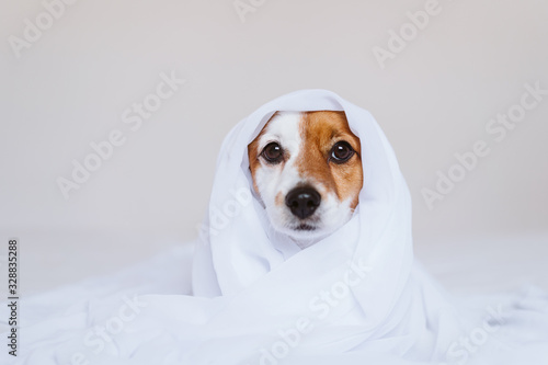 beautiful jack russell dog at home on bed covered with a white sheet. Home, indoors and lifestyle concept © Eva
