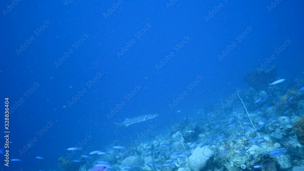 Seascape in turquoise water of coral reef in Caribbean Sea / Curacao with Barracuda, coral and sponge Seascape in turquoise water of coral reef in Caribbean Sea / Curacao with Barracuda, coral and sponge